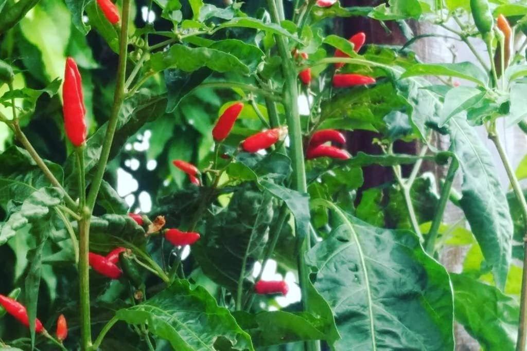 Condominio Shambala Piri Pirenópolis Eksteriør bilde